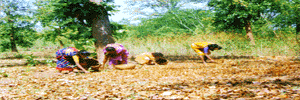 Villagers  collecting Sal Seeds