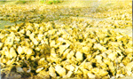 Bundles of Tendu Leaves heaped before bagging